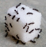 Evdeki Karıncalardan Nasıl Kurtulunur?