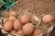 Köy Yumurtasının Sırları