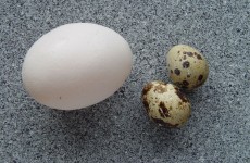 Bıldırcın Yumurtası Nasıl Yenir?
